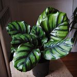 little jungle calathea fasciata (very rare)