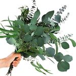 Mixed Real Dried Eucalyptus Leaves Stems - Preserved Eucalyptus Branches, Silver Dollar Eucalyptus, Seeded Eucalyptus Bouquets for Vase Floral Arrangements Wedding Greenery Decor