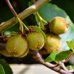 Self-Fertile Kiwi ‘Jenny’ Fruit Tree Plant Hardy Fruiting Plant Suitable for UK Gardens Twining Climbing Plant Producing Tasty Kiwi Fruits, 1 x Kiwi Jenny Plant in 2 Litre Pot by Thompson and Morgan