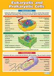 Daydream Education Eukaryotic and Prokaryotic Cells | Science Posters | Laminated Gloss Paper measuring 850mm x 594mm (A1) | Science Charts for the Classroom | Education Charts