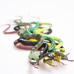 Rhode Island Novelty Rain Forest Snakes, 14"