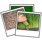 1Kg Wheat Grass Seed Sprouting Juicing Sprouting Micro Seed