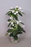 Evergreen Jasmine Plant - Stephanot