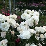 Heirloom Roses White Climbing Rose 