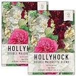 Seed Needs, Double Majorette Hollyhock Seeds - 100 Heirloom Seeds for Planting Alcea rosea - Mixed Biennial Flower That Attracts Pollinators to The Garden (2 Packs)