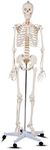 Giantex 70.8" Life Size Skeleton Model, with Roller Stand, 2 Casters with Brake, Removable Parts, Anatomical Poster and Dust Cover, Human Skeleton Model for Anatomy