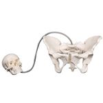 Kay Kay Industries Birth Demonstration Model, Set Includes Female Pelvis and fetal skull