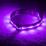 Blazin Light Up Dog Collars with 1,