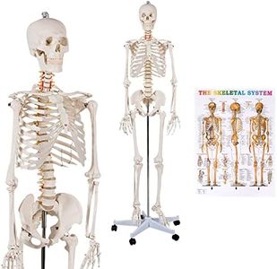 GOFLAME Human Skeleton Model for Anatomy, 70.8” Life Size Skeleton Model with Nervous System and Rolling Stand for Medical Study, Anatomical Skeleton with Movable Arms and Legs, Dust Cover & Poster