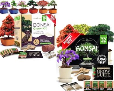 Grow 4 Bonsai Trees - Bonsai Tree Kit