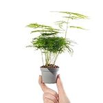 Baby Asparagus Fern Plant - Asparagus Plumosus Small Indoor Evergreen Perennial Houseplant in 6cm Pot | Miniature Plant with Feathery Foliage | for Home and Office | Grow Your Own Baby Plants