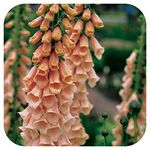 Foxglove Digitalis 'Apricot Beauty' x 6 Large Perennial Woodland Border/Cottage Garden Plug Plants