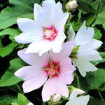 GardenersDream 1 x Lavatera 'Barnsley Baby' Plant in Pot - Dwarf Perennial Flowering Plant - Outdoor Tree Mallow Evergreen Hardy Shrub Plant - Flowering Shrub for Garden, Patio, or Container