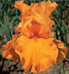 Orange Glow, Colorful Bearded REBLOOMING IRIS (1) Rhizome/Bulb/Root Ready for Planting Now