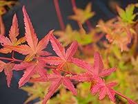 Acer Palmatum "Phoenix" in a 11cm Pot Ready to Plant - Japanese Maple for Autumn Colour