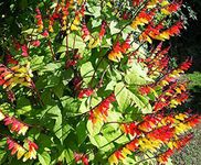 Vision4ever 15 x Mina Lobata - Spanish Flag - Seeds - Climbing Flower - Firecracker Vine for Planting Garden Yard Patio