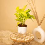 KYARI Golden Money Indoor Plants for Living Room | Live Plants | Plants with White Self Watering Pot for Home | Air purifier plants | Plants for Home Decor | Plants for Garden & bedroom