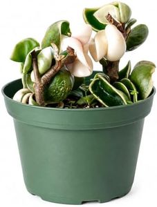 Live Plant Hoya Compacta Hindu Rope Variegated – 4” – Unique Trailing Houseplant with Twisted, Cream-Edged Foliage – Easy Care Indoor Plant (Heat Pack Included)