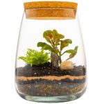 DIY Terrarium Kit with Fern and Fittonia Create Your Eco-Friendly Indoor Garden Centerpiece