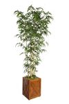 Laura Ashley 81 Inch Tall Natural Bamboo Tree in 13 Inch Fiberstone Planter