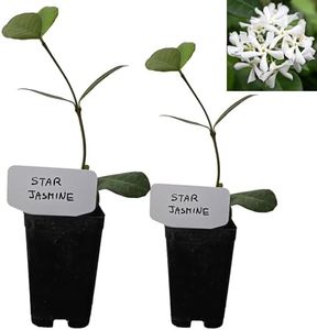 Star Jasmi