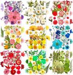 182Pcs Dried Pressed Flowers for Re