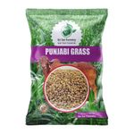 SRI SAI FORESTRY Punjabi Grass Seeds Multi Cut Grass - 250G