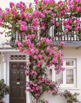 Radha Krishna Agriculture® Climbing Rose Flower Seeds Imported Vearty for Home and Gardening Pack of 100 seeds (ORGANIC PINK)