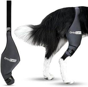 Ortocanis 