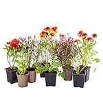 You Garden - 5 x Lucky Dip Perennial Collection in 9cm Pots - Hardy Established Plants for Gardens - Easy to Grow Perennials Hardy Mix of UK Grown Shrubs, Grasses, Herbaceous, Climbers etc