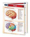 Brain - Human Brain Chart- 8.5" x 11" Laminated Medical Quick Reference Guide by Permacharts