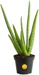 Costa Farms Aloe Vera Plant, Live Succulent, Easy Care Indoor Houseplant in Grower Pot, Room Air Purifier, Tabletop, Office, Desk or Home Décor, Housewarming, Garden Gift, 10-Inches Tall