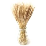 100 PCS Natural Dried Wheat Decor Dried Wheat Stalks Dried Wheat Flowers Bunch for DIY Art Craft Kitchen Decoration Home Decoration Office Decoration Makeing Wedding Card（Beige）