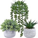 Winlyn 3 Pcs Assorted Small Potted 