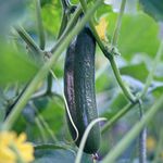 Burpless Tasty Green Cucumber Seeds - Enjoy Refreshing Crunch and Superb Flavour with F1 Hybrid 1 Packet (10 Seeds) by Thompson & Morgan