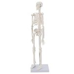 MIIRR Human Skeleton Anatomical Model, 17'' Mini Size Medical Skeleton Model with Movable Arms and Legs, Easy to Carry and Display for Anyone Study and Teaching