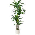 OAKRED Artificial Dracaena Tree 6ft, Tall Fake Dracaena Plants with White Planter, Faux Dragon Tree Indoor Floor Plant for Home Decor Office Living Room Porch Housewarming, 1Pcs