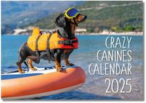 2025 A4 Crazy Cannines. One Month to View. A3 when open. Wall Calendar by Absolutely Yours.