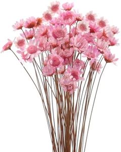 MIHUAGE Dried Flower Mini Star Brazilian Daisy Dried Natural Decorative Small Chamomile Bouquet 200 Stems for Wedding Floral Arrangements Home Decorations Valentine's Day Gifts (Light Pink）