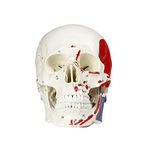 Science Resource E08180 Human Skull with Markings, Muscle and Sutures | Muscle Origins (Painted red) and Insertion (Painted Blue) | Detailed Hand Numbering | Includes Detailed Product Manual