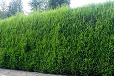 Green Leylandii Cupressocyparis Leylandii Hedging Trees 3ft, Pack of 5 Supplied in 2/3 Litre Pots by DirectPlants™