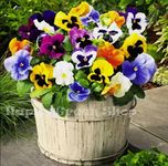 Pansy Swiss Giant Mix 300 Seeds + Freebie + Plant tag Large Flowered - Viola Wittrockiana