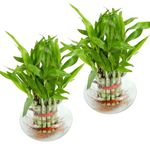 Urban Plant Lucky Bamboo Plant with Glass Jar for Living Room & Kitchen – Perfect Green Companion for Prosperity, Harmony & Good Luck (Pack of 2 with Glass Jar)