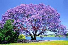 Paulownia Fastest-Growing Tree in The World 500 Seeds