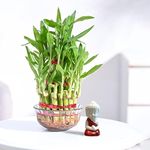 Ugaoo Lucky Bamboo 3 Layer Plant with Miniature Buddha - Anniversary, Birthday Gift for Men, Women, Boys, Girls & Couple