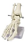 Walter Products B10211 Human Foot Skeleton Model on Base, Life Size, Articulated, 9 x 8 x 5 Inches