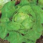 Unusual Rare Heirloom Heritage ATTRACITIE Attractive Lettuce 100 Seeds. Certified French Organic Grower