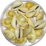 jaisakshi Lakshmi Peeli/Yellow Kawri Kodi Peeli Cowrie Sea Shell | Laxmi and Diwali Pooja Article Kaudi Shells (Natural Yellow) - Set of 11