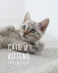 Cats & Kittens Picture Book: Wordless Book For Adults with Dementia, and Alzheimer's Disease, and Children with Learning Disabilities (Peach Tree Books: Picture Books)