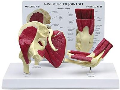 GPI Anatomicals - Mini-Muscled Joint Model Set, Hip, Shoulder, Knee, and Elbow Joint Models for Human Anatomy and Physiology Education, Anatomy Model for Doctor's Office, Medical Learning Resources